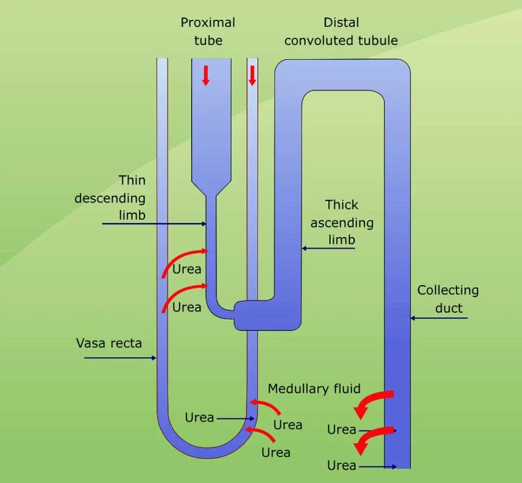 Countercurrent Mechanism